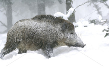 Wild Boar (Sus scrofa) in winter