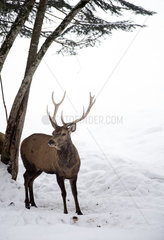 Red deer (cervus elaphus) in the snow  France