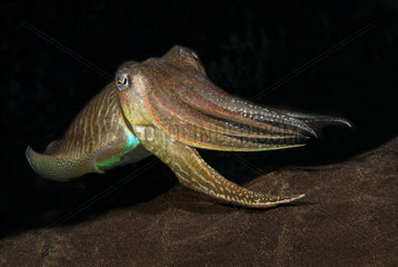 Cuttlefish (Sepia officinalis). Marine invertebrates of the Canary Islands  Tenerife.