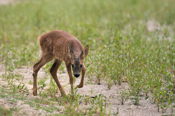 Roe deer (Capreolus capreolus) fawn intrigued by camera triggers  Secondary arm of the Loire  Charite-sur-Loire  France