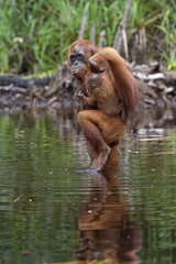 Orang utan (Pongo pygmaeus) with young crossing a river  Tanjung Puting  Kalimantan  Indonesia