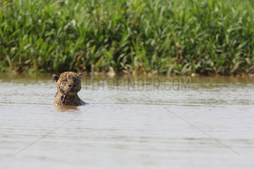 Jaguar (Panthera onca) individual watching from the water  Pantanal  Brazil