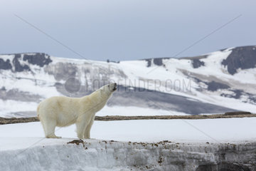 Polar bear (Ursus maritimus) in the snow  Spitsbergen  Svalbard.
