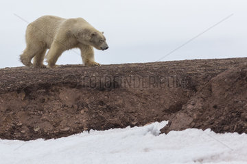 Polar bear (Ursus maritimus) walking on earth  Spitsbergen  Svalbard.