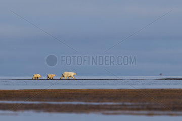 Polar Bear( Ursus maritimus )with cubs walking along a barrier island outside Kaktovik  Every fall  polar bears (Ursus maritimus) gather near Kaktovik on the northern edge of ANWR  Barter Island  Arctic National Wildlife Refuge  Alaska