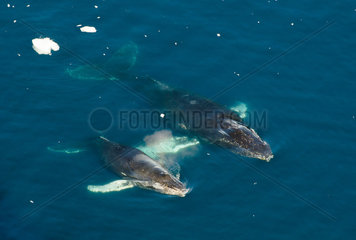 Mother and calf Humpback Whale (Megaptera novaeangliae)  Antarctica