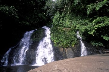 Kolumbien Choco Forest