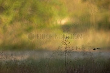 Emperor Dragonfly hunting in flight in a wet meadow France