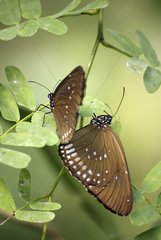Butterflies mating in a butterflies house France