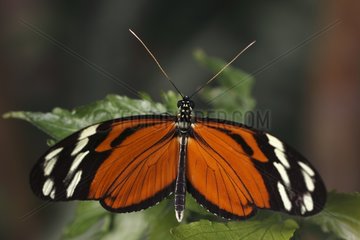 Heliconius butterfly landing on a leaf