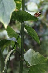 Heliconius butterfly on a leaf