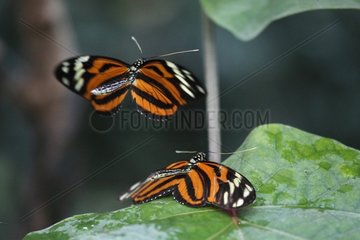 Heliconius butterfly approaching a female for mating