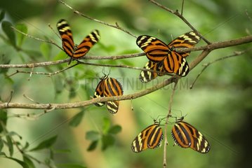 Group of Heliconius butterflies on a branch