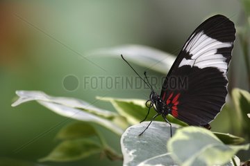 Heliconius butterfly landing on a leaf