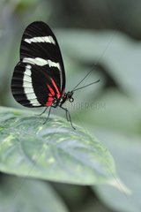 Heliconius Butterfly landing on a leaf