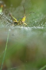 Meadow Grasshopper caught in a cob web France