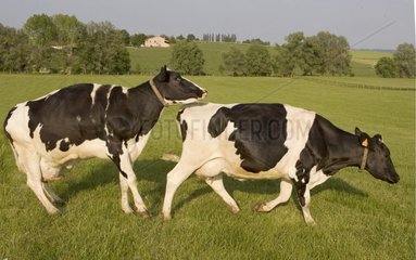 Deux Prim'Holstein en chaleur au pré