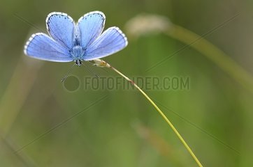 Male Adonis Blue standing on the end of a twig