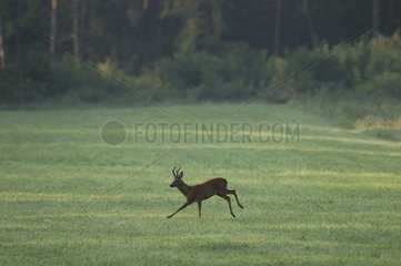 Yearling male deer in a clearing Vosges France