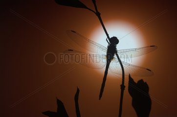 Dragonfly in front of the sunset in Lorraine France