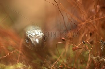 Portrait of a slow worm hunting in the moss Lorraine France