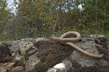 Slow worm hunting on rocks Lorraine France