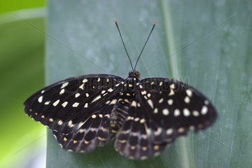 Female Archduke in a butterflies house in summer