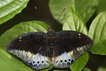 Male Archduke in a butterflies house in summer