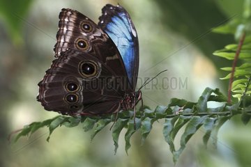 Blue morpho on a leaf in a butterflies house