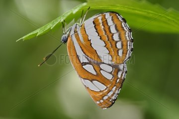 Common Sailer on a leaf in a butterflies house