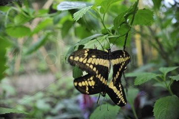 Butterflies mating in a butterflies house