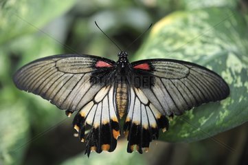 Asian Swallowtail on a leaf in a butterflies house