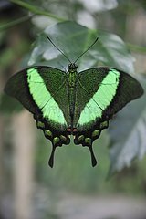Emerald Swallowtail on a leaf in a butterflies house