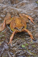 Europäischer Frosch auf einem wassergetränkten Boden Frankreich