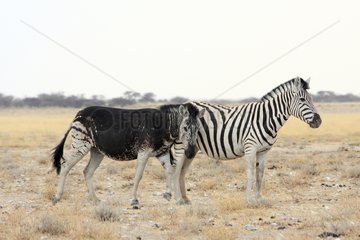 Zebra with abnormal coat rubbing against another Namibia