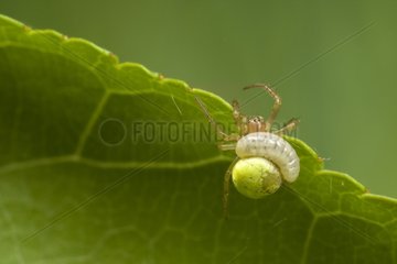Ichneumon larva parasitizing a spider France