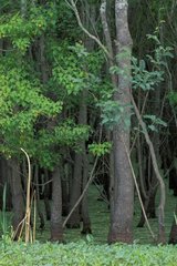 Forêt dans un marais au printemps Texas Etats-Unis