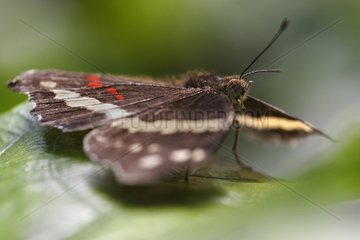 Butterfly on a sheet