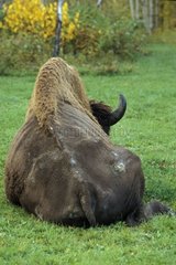 Old bull American Bison sleeping Elk Island NP Canada
