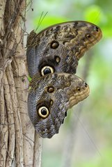 Owl-butterfly top and below at spring