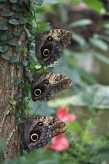 Owls-butterflies on a leaf Butterfly Greenhouse Loiret