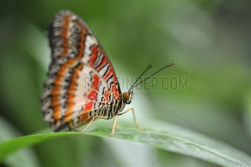 Red Lacewing on a sheet in a Butterfly House Loiret