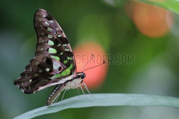 Tailed Jay Butterfly on a leaf in a butterflies house