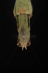 Cerci at the end of the abdomen of a stick insect