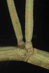 Middle legs of a stick insect