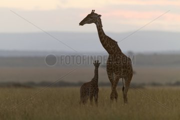 Female Masai Giraffe with its young at dawn Kenya