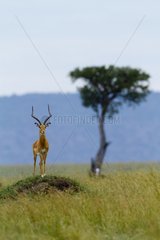 Male impala on a termite mound Masai Mara Kenya