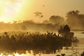 Photographers by boat in search of Jaguar Pantanal Brazil