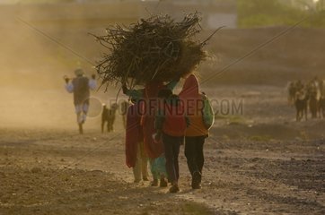 Women coming back from collecting firewood Rajasthan Inde