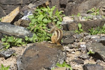 Barbary Ground Squirrel on a rock Fuerteventura Canary